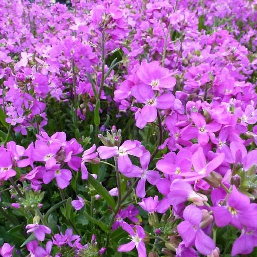 Arabis blepharophylla Frühlingzauber - Arabette de Californie