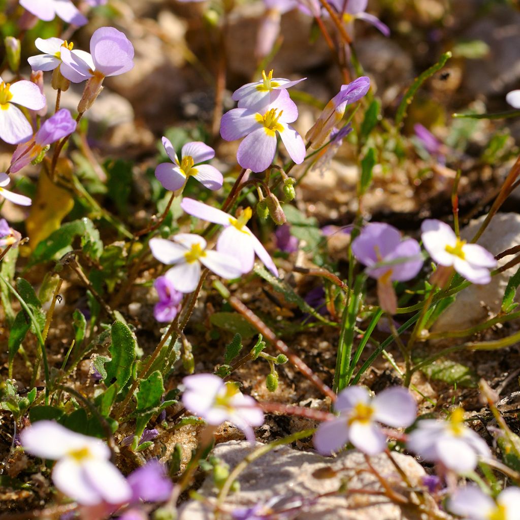 Arabis alpina subsp. caucasica Rosea