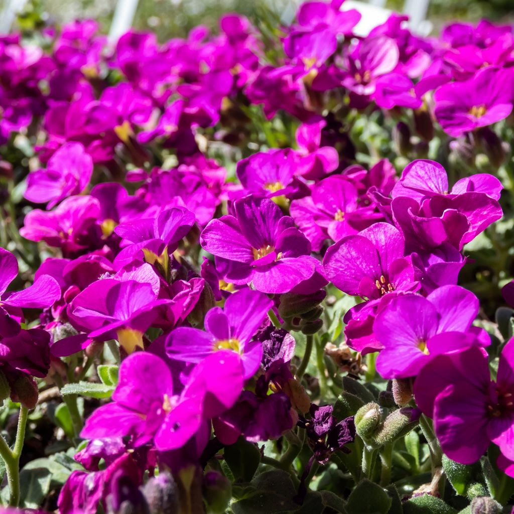 Arabis alpina subsp. caucasica Lotti Deep Rose