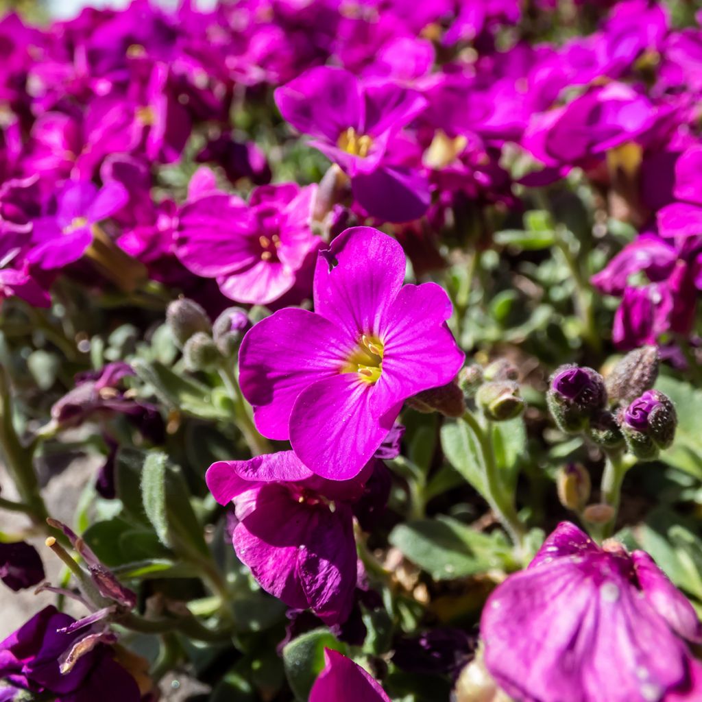 Arabis alpina subsp. caucasica Lotti Deep Rose