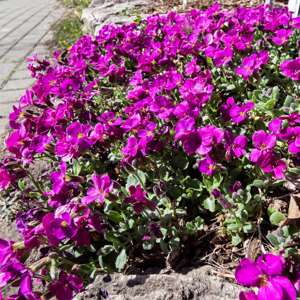 Arabis alpina subsp. caucasica Lotti Deep Rose