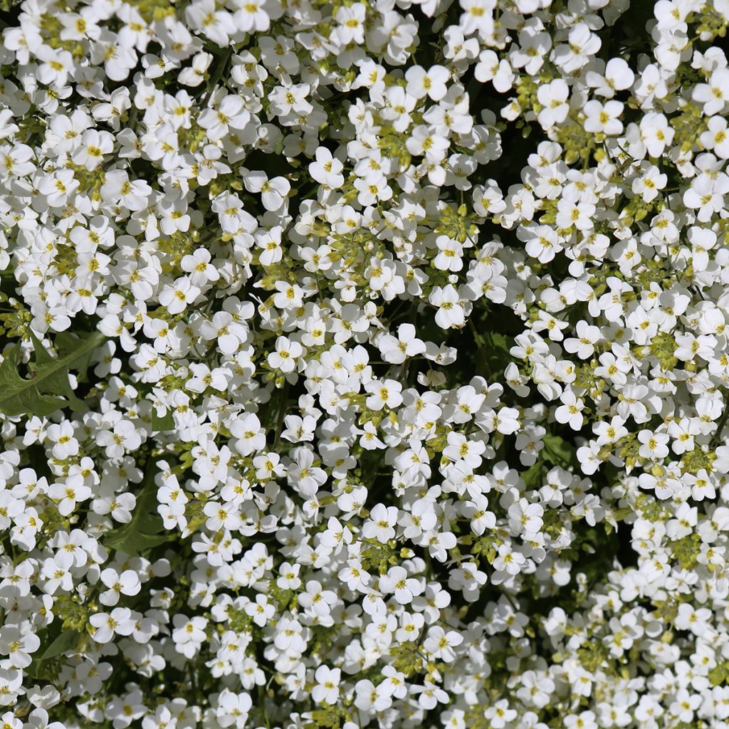 Arabis alpina subsp. caucasica Snowcap