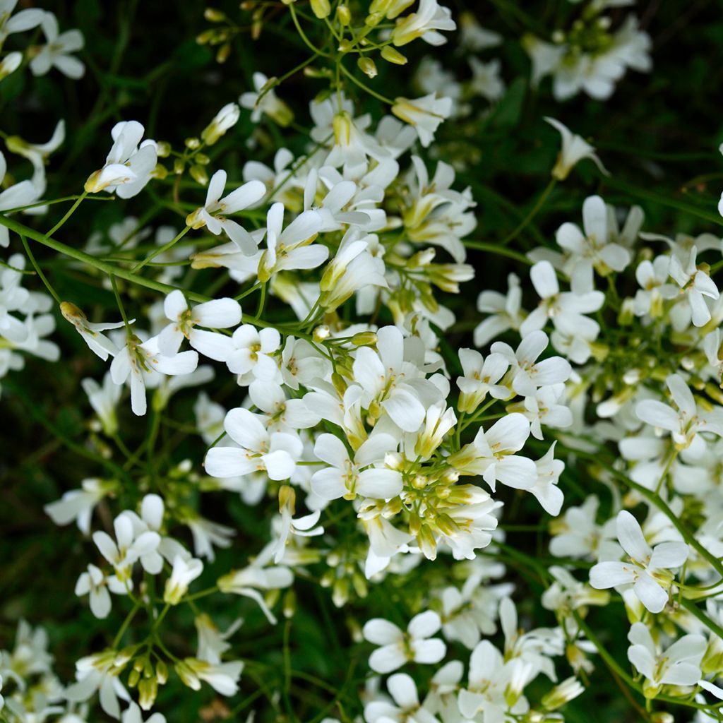 Arabis alpina subsp. caucasica Snowcap