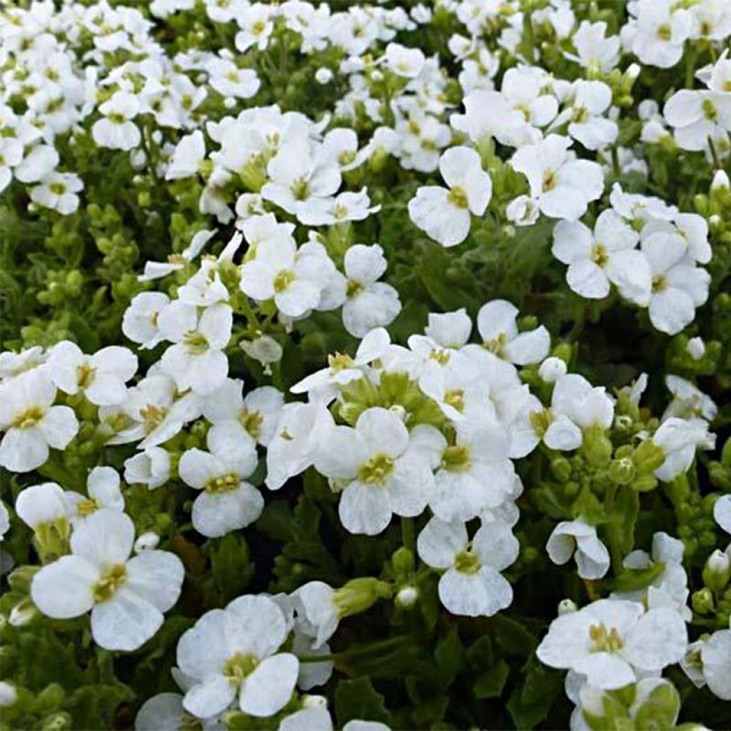 Arabis caucasica Snowcap (Schneehaube)