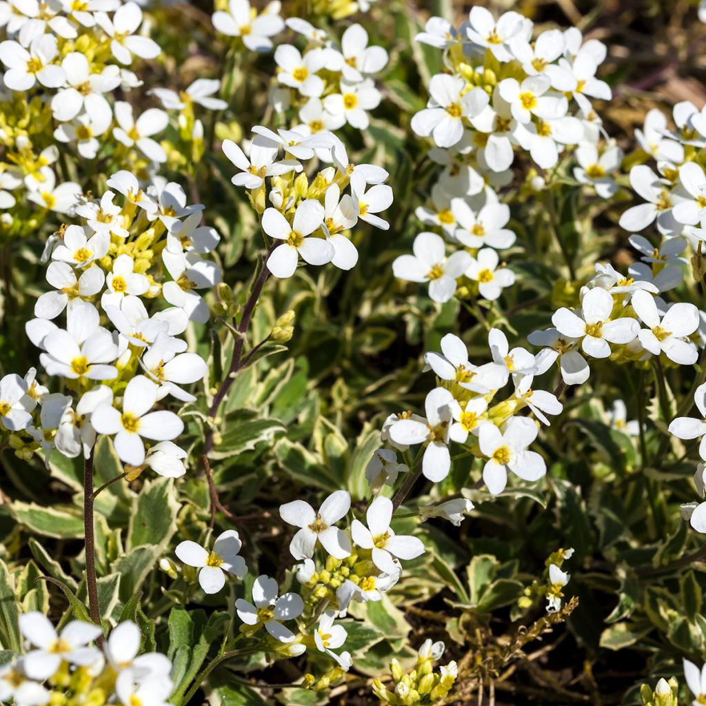 Arabis alpina subsp. caucasica Variegata