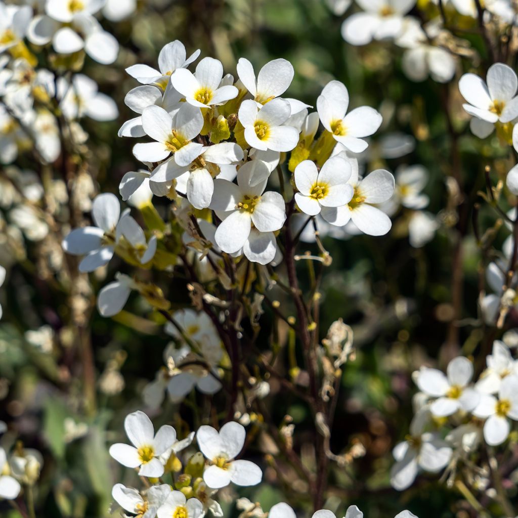 Arabis alpina subsp. caucasica Variegata