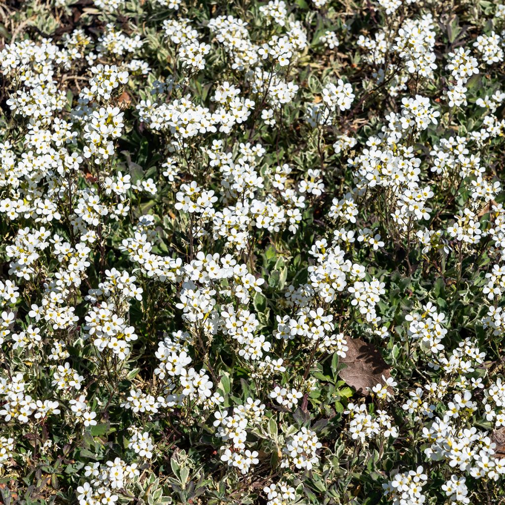 Arabis alpina subsp. caucasica Variegata