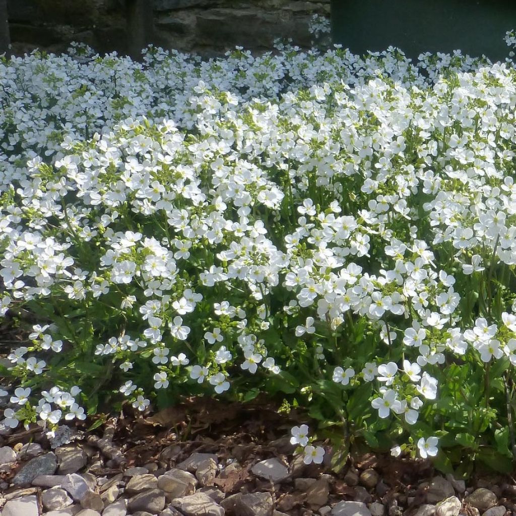 Arabis procurrens Neuschnee - Corbeille d'argent