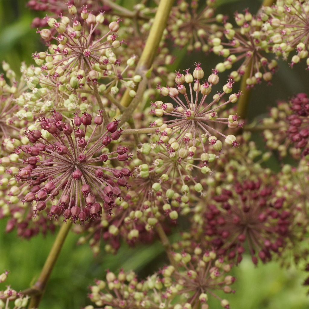 Aralia californica