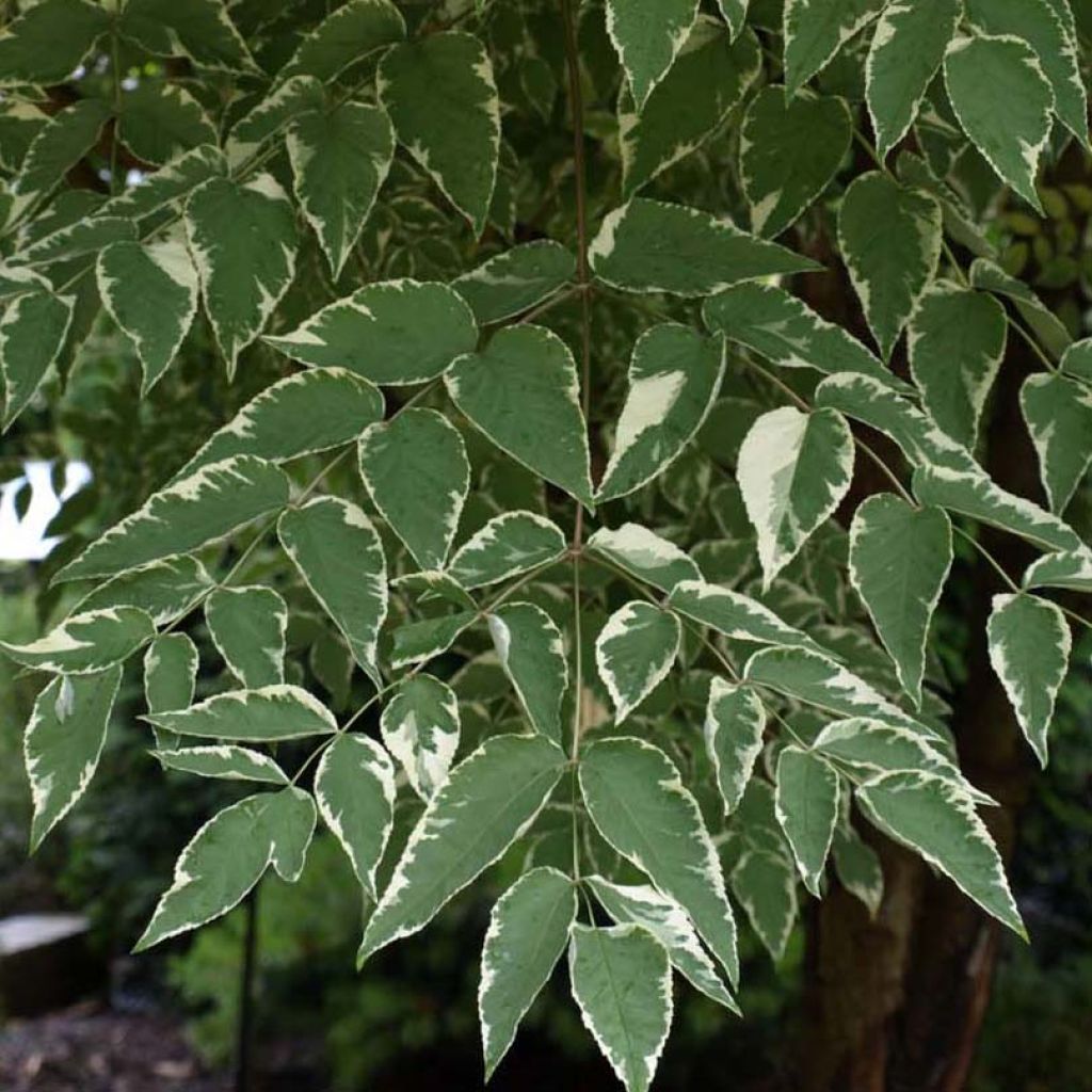 Angélique en arbre Silver Umbrella (Variegata) - Aralia elata