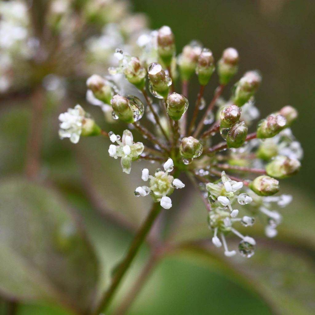 Aralia nudicaulis - Aralie à tige nue