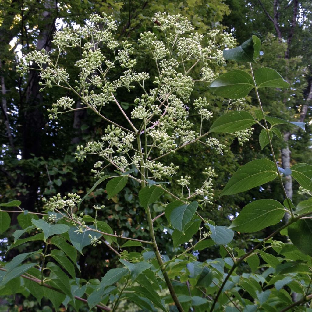 Aralia spinosa - Angélique épineuse.