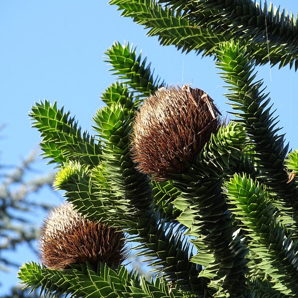 Araucaria araucana - Monkey Puzzle