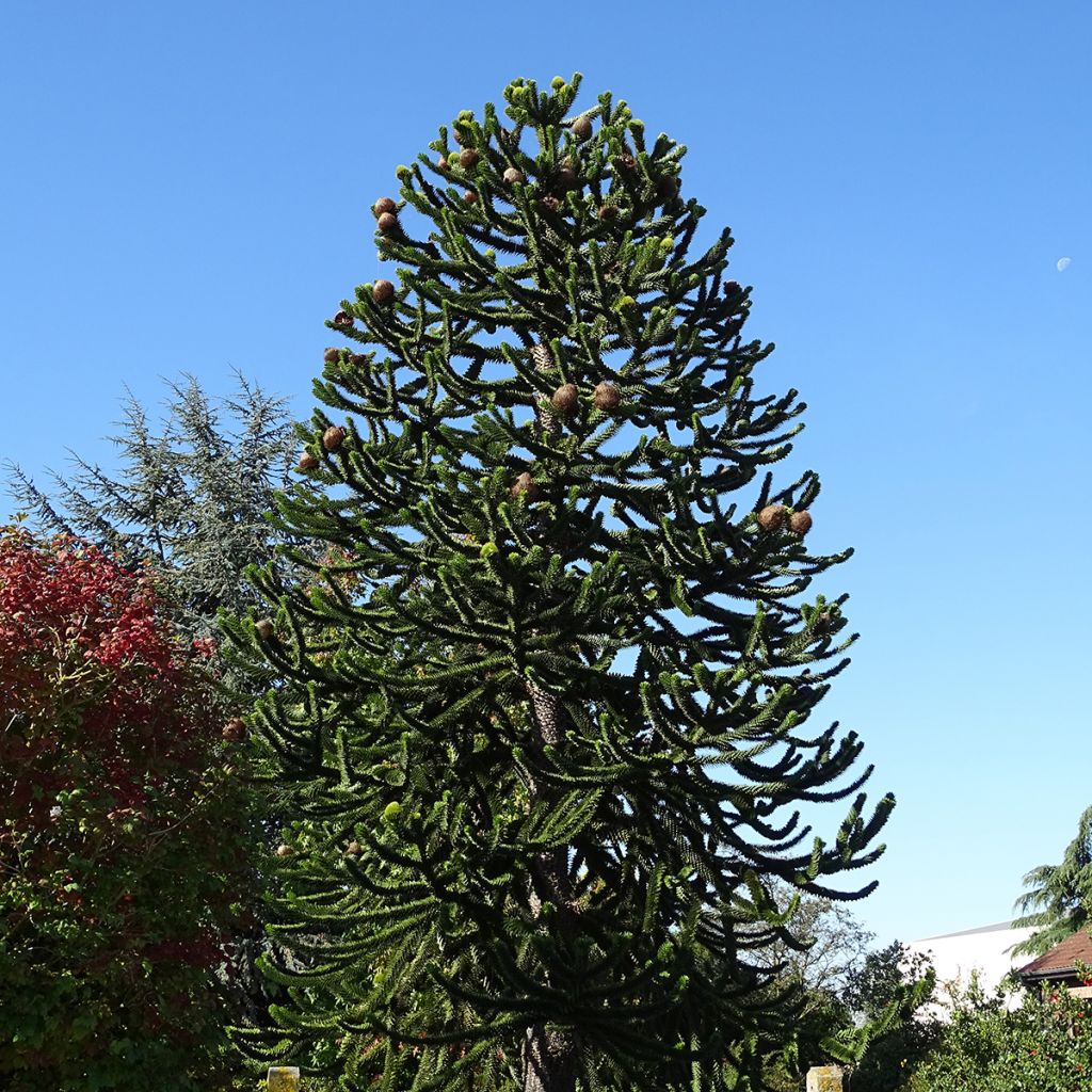 Araucaria araucana - Monkey Puzzle