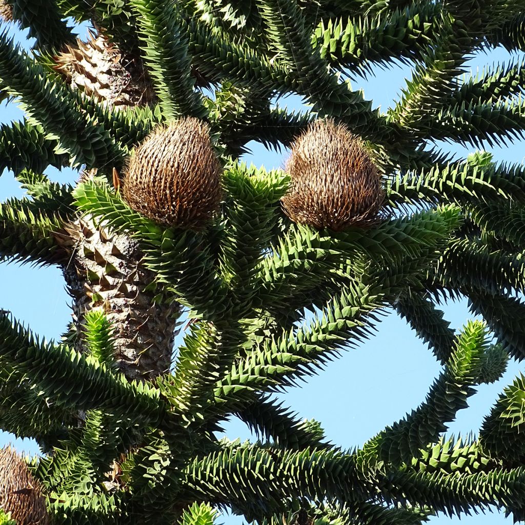 Araucaria araucana - Monkey Puzzle