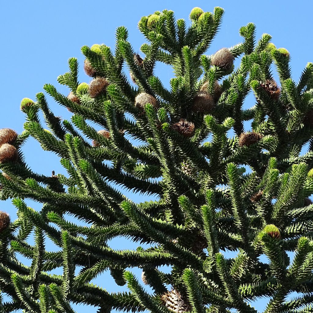 Araucaria araucana - Monkey Puzzle