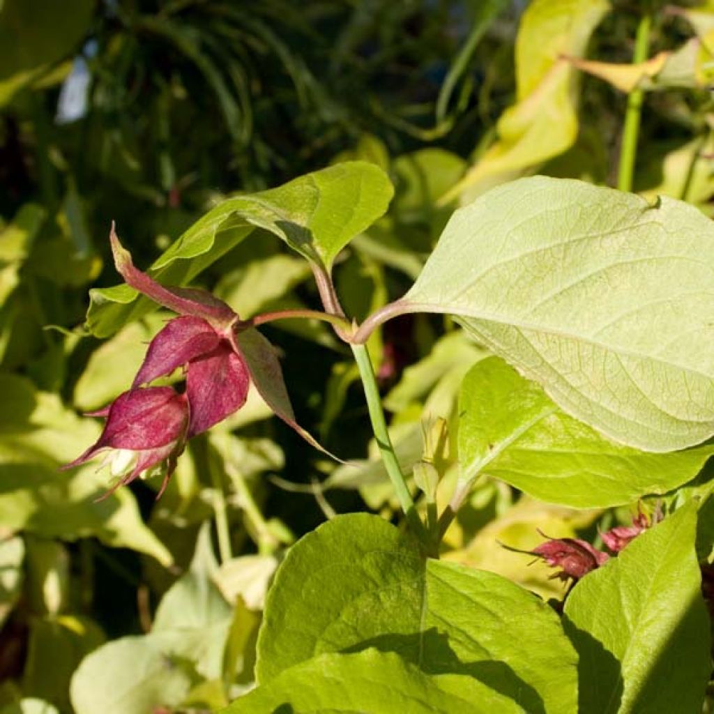 Leycesteria formosa Golden Lanterns, Arbre aux faisans