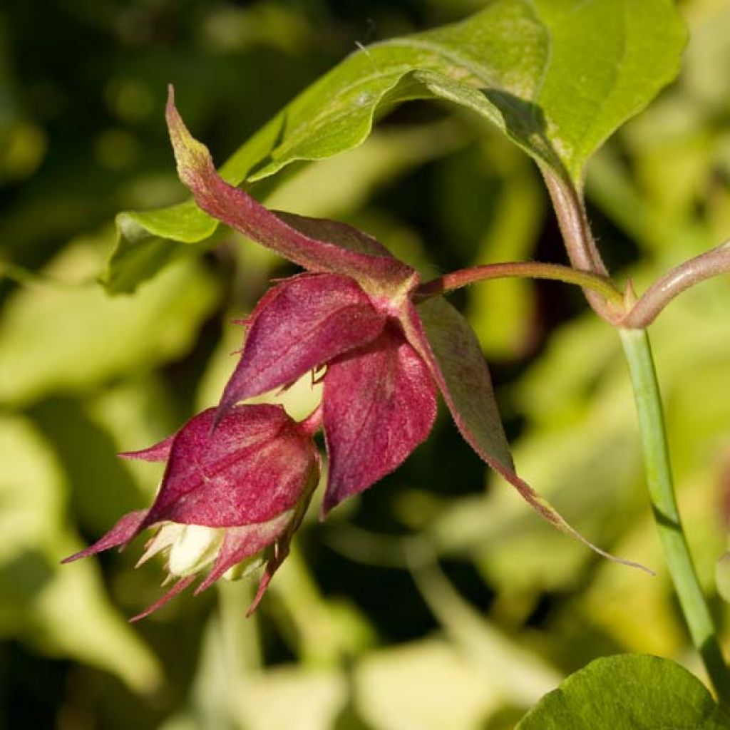 Leycesteria formosa Golden Lanterns, Arbre aux faisans