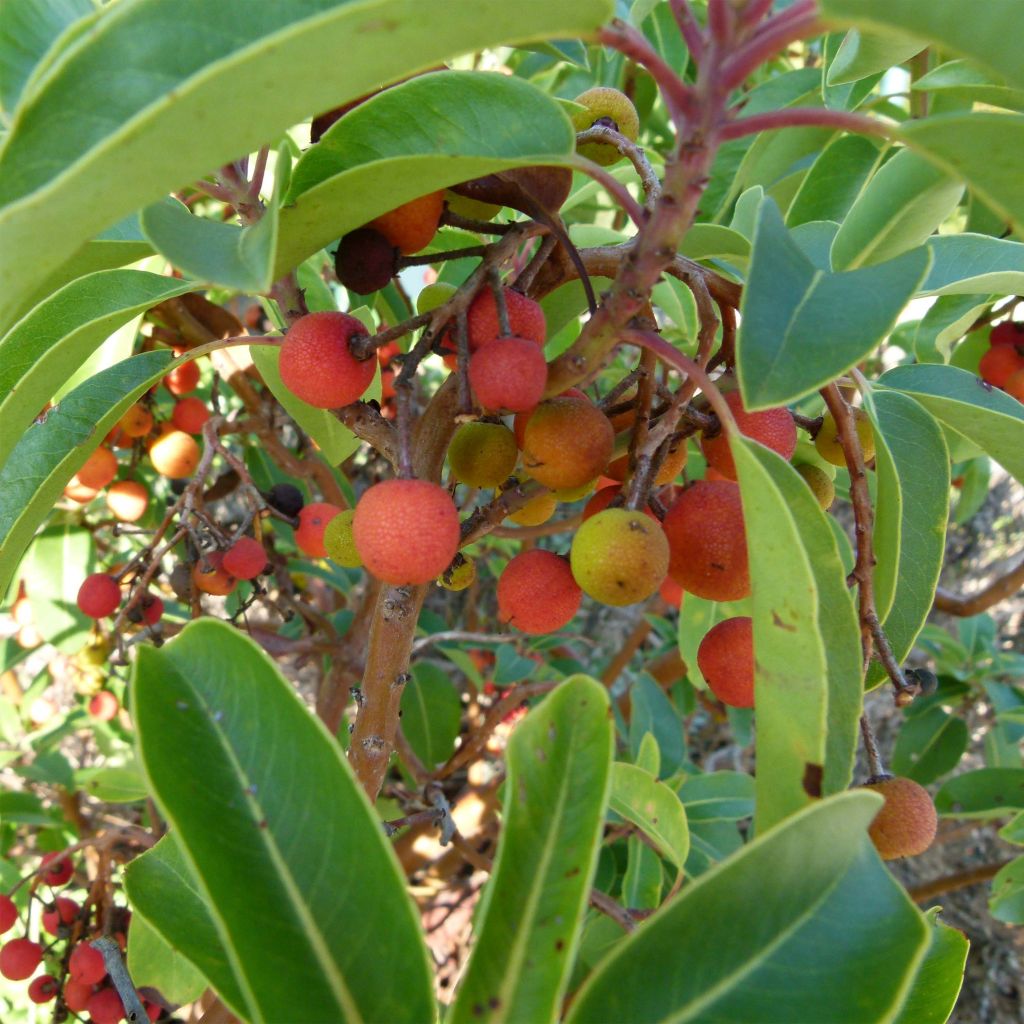 Arbutus andrachne