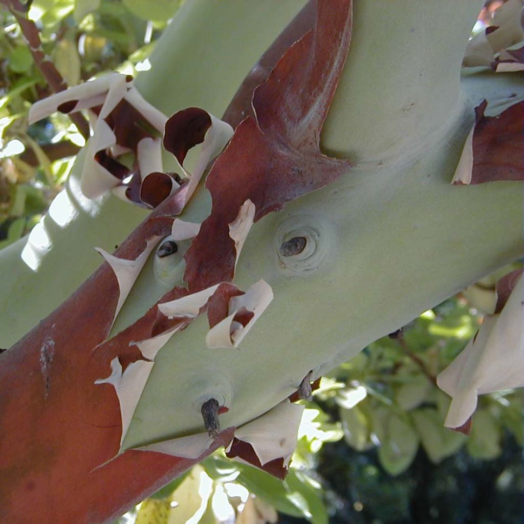 Arbutus andrachne - Arbousier de Chypre.