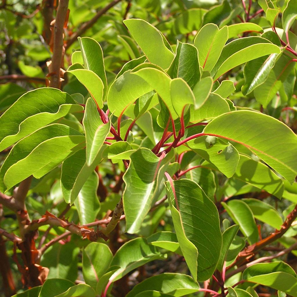 Arbutus andrachne