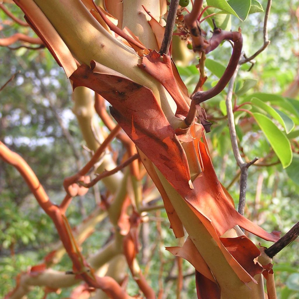Arbutus andrachne