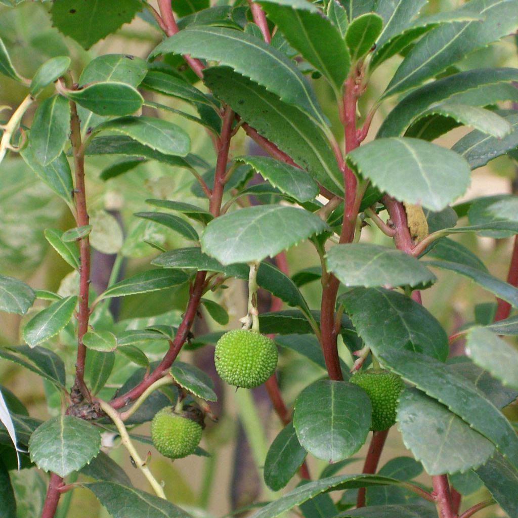 Arbutus unedo Compacta