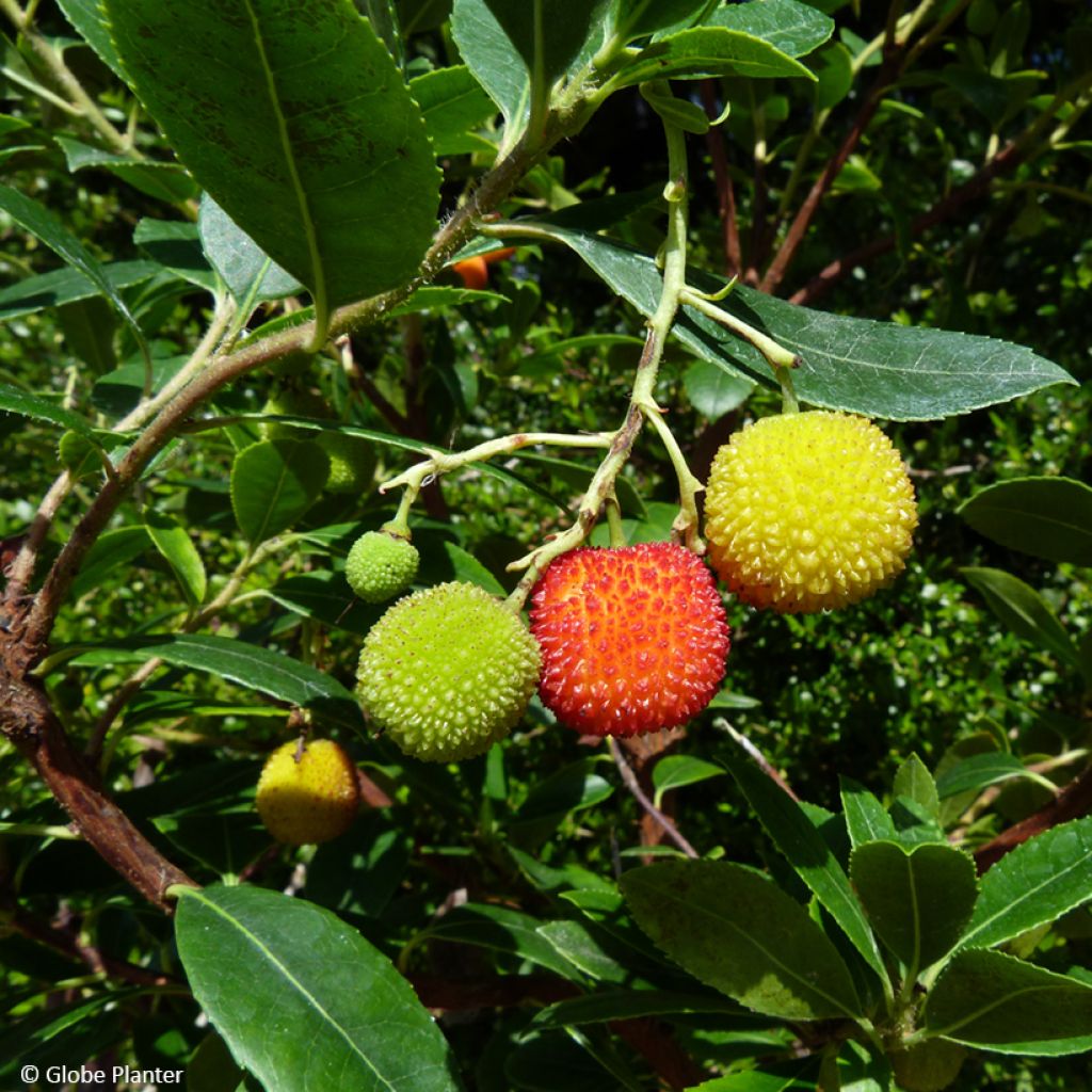 Arbutus unedo Peace and Love - Strawberry tree