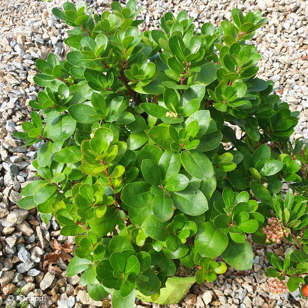 Arbutus unedo Peace and Love - Strawberry tree