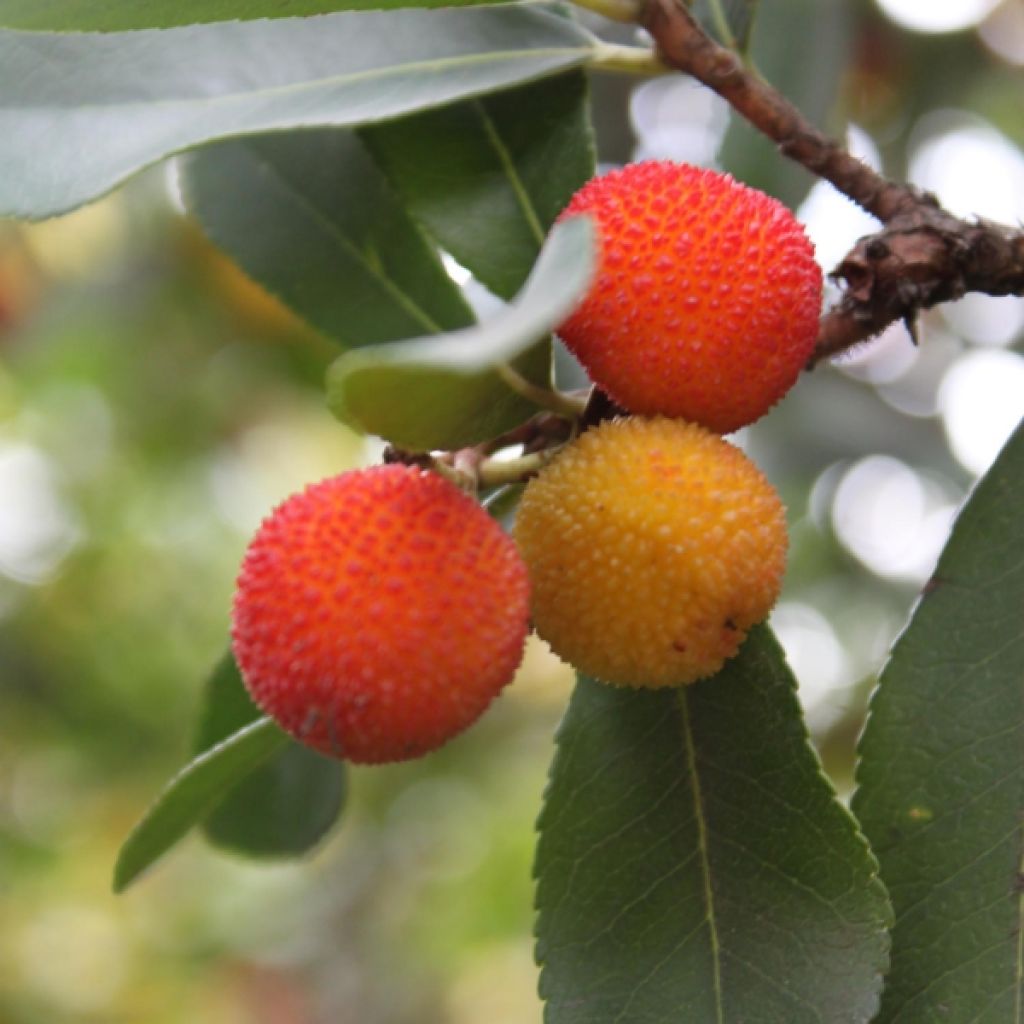 Arbousier, Arbre à fraises - Arbutus unedo