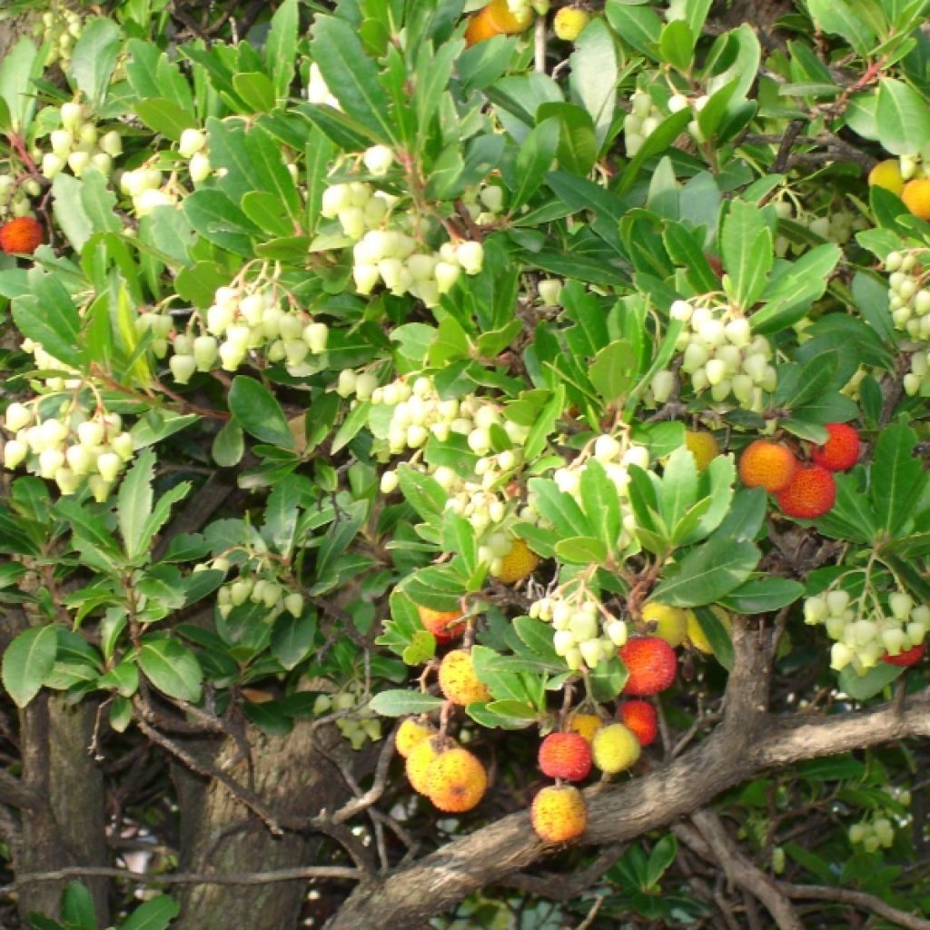 Arbousier, Arbre à fraises - Arbutus unedo