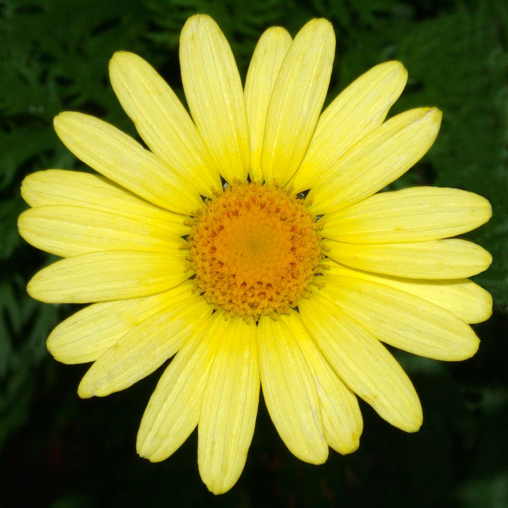 Argyranthemum Jamaïca Primerose