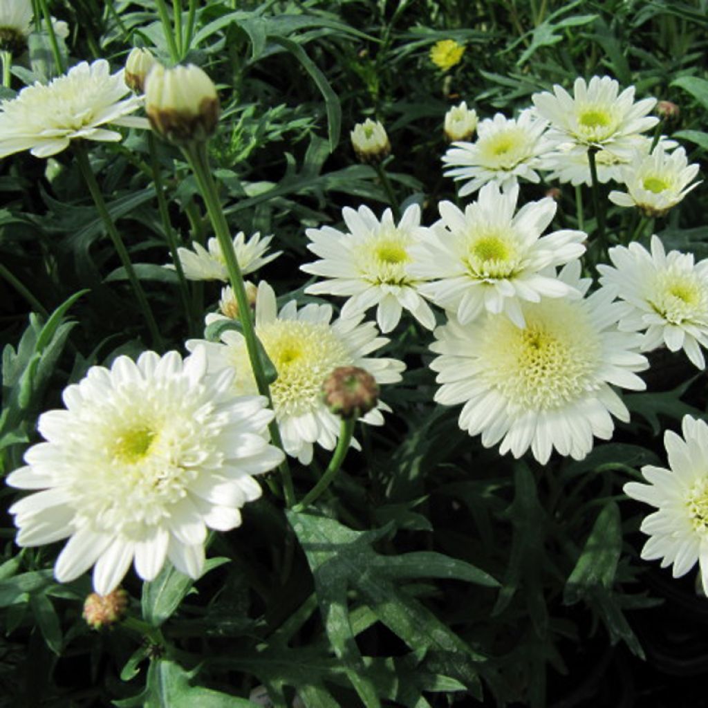 Argyranthemum Powder Puff