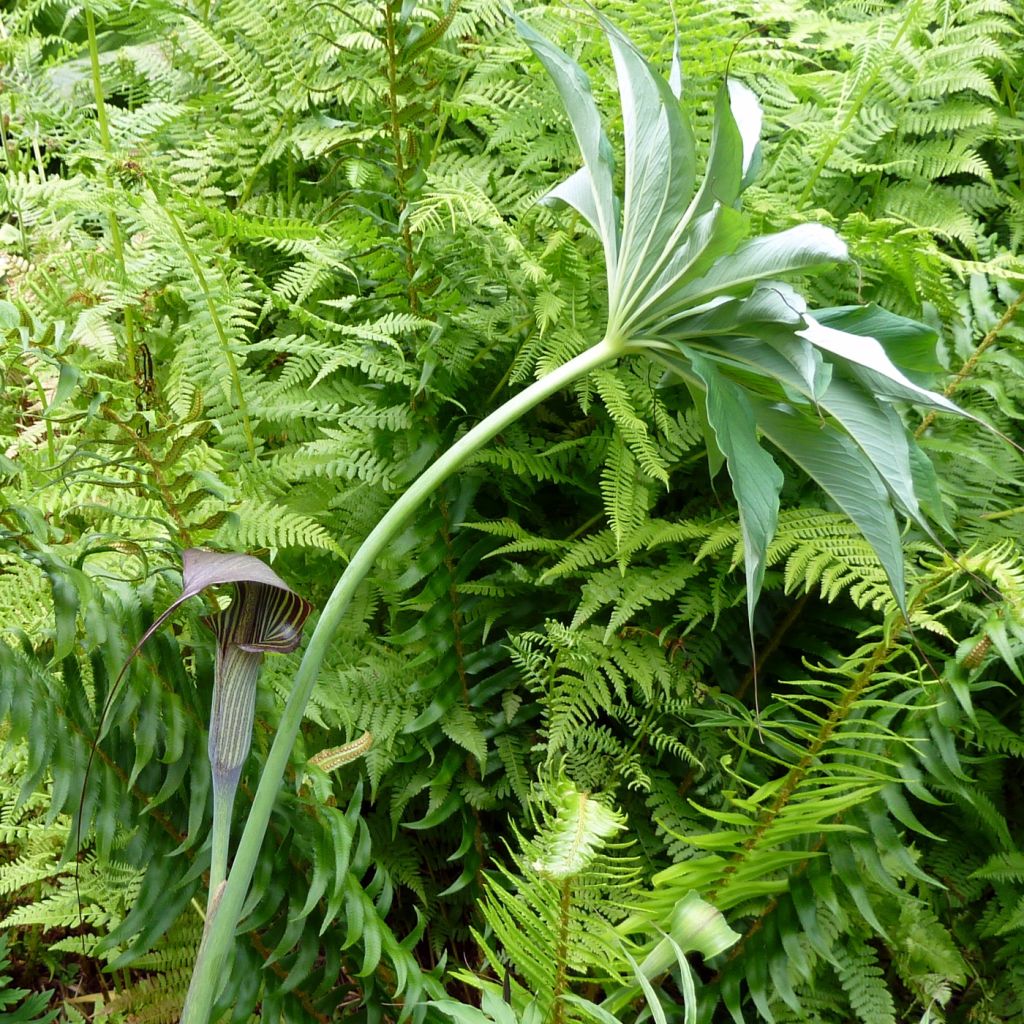 Arisaema consanguineum