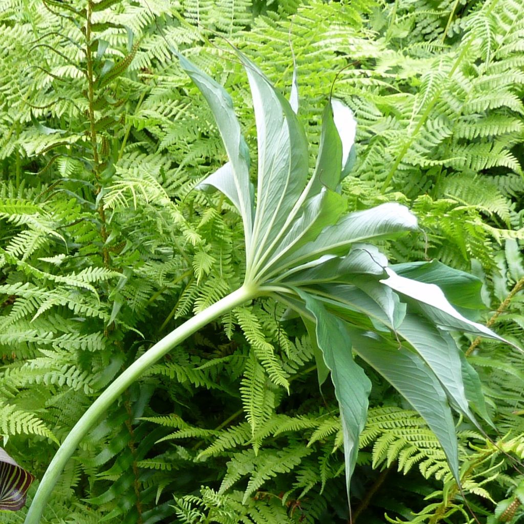 Arisaema consanguineum