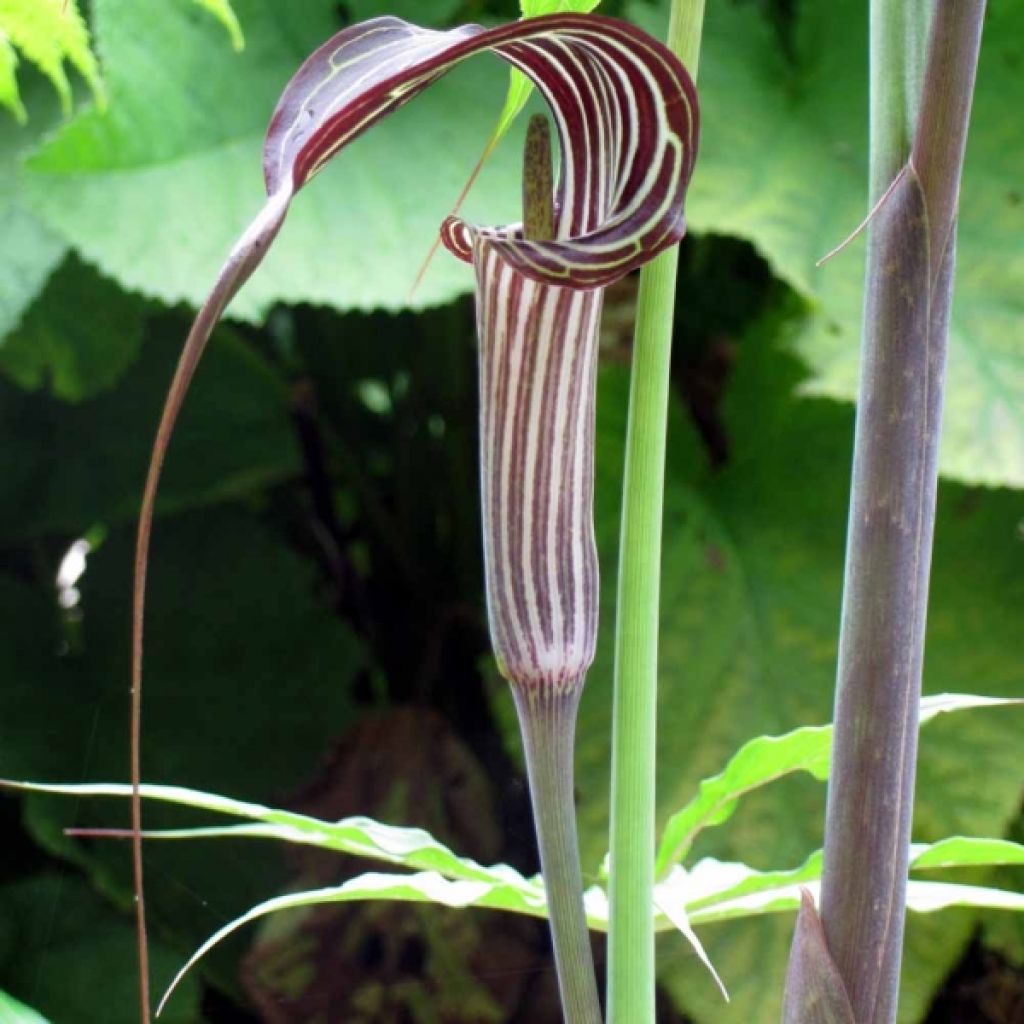 Arisaema ciliatum