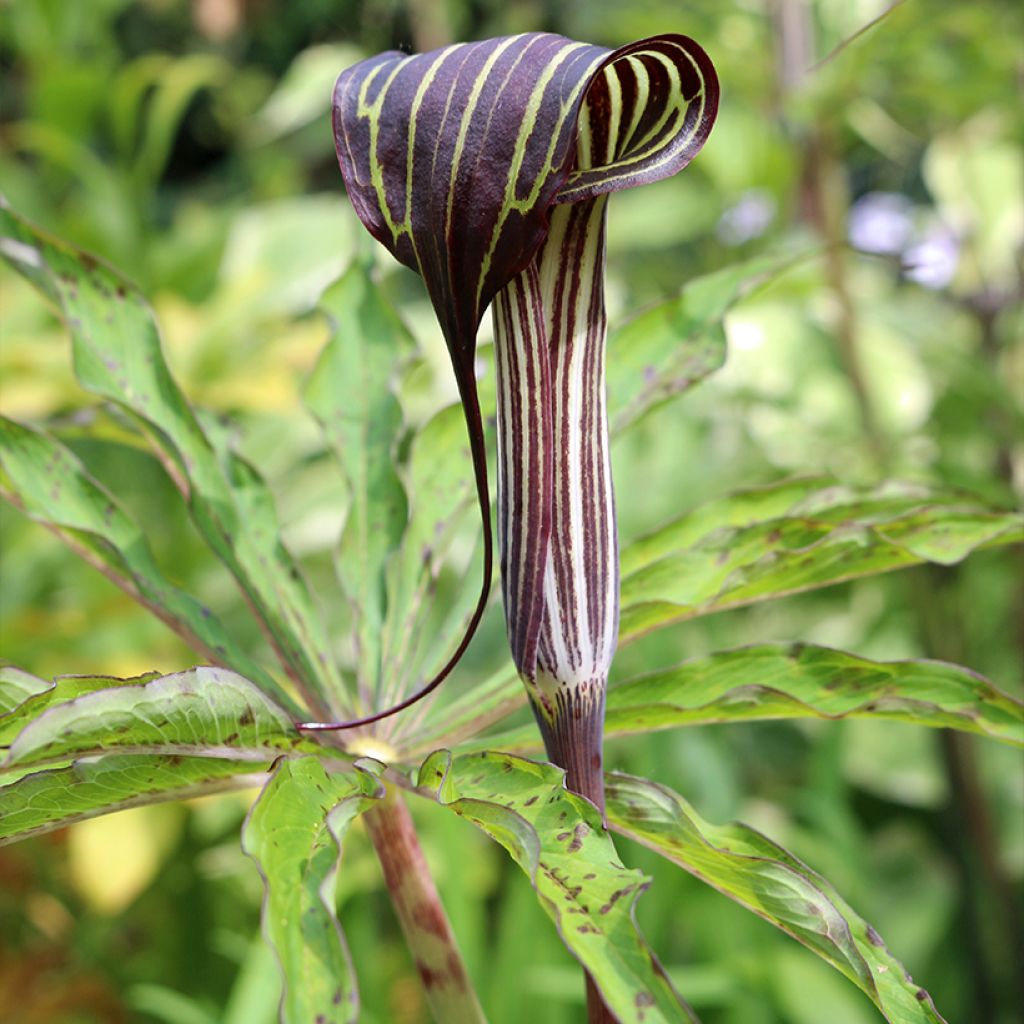 Arisaema consanguineum