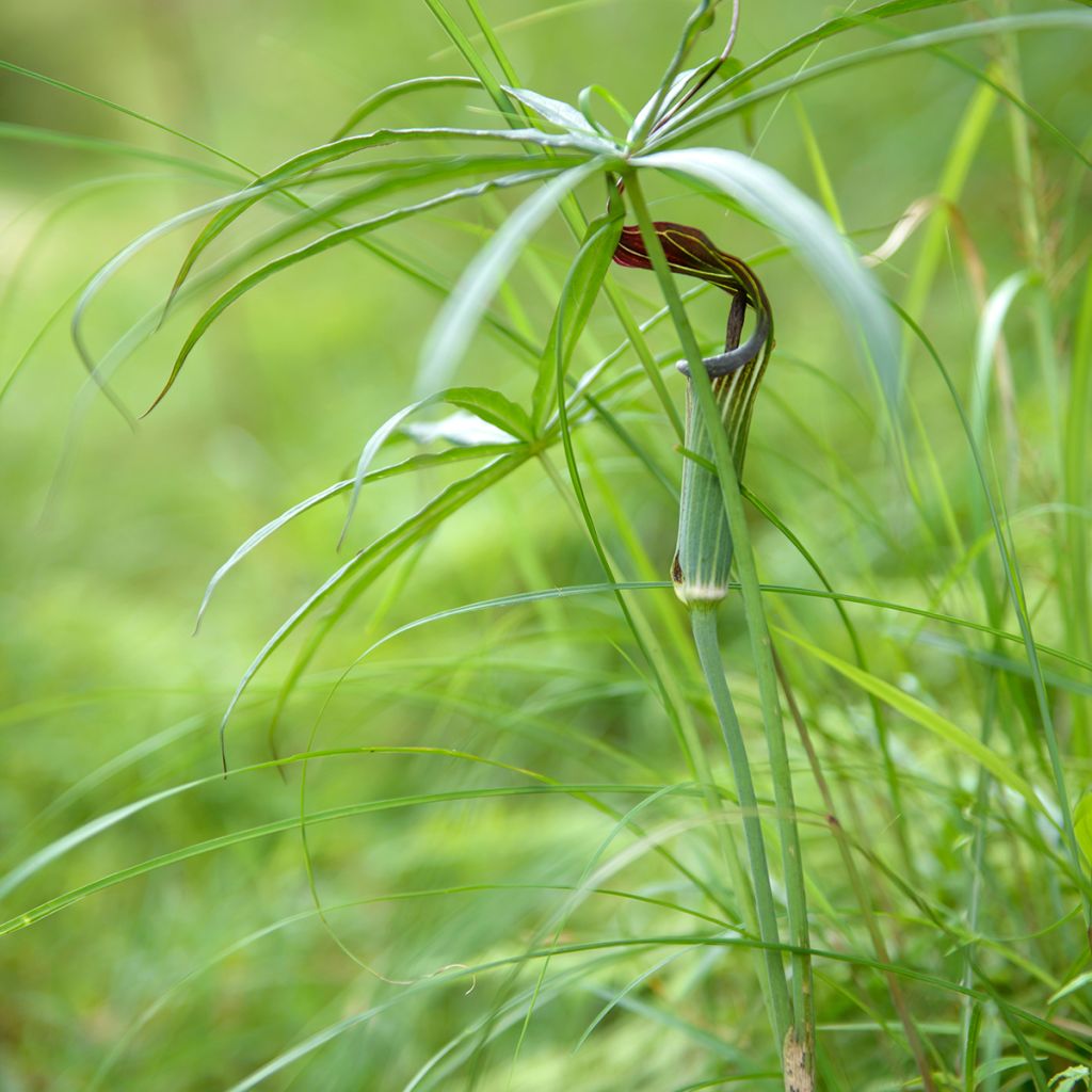 Arisaema erubescens