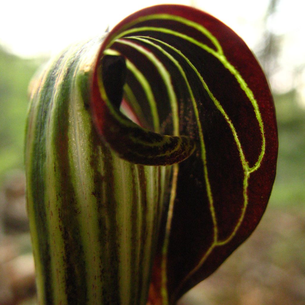 Arisaema griffithii - Plante cobra