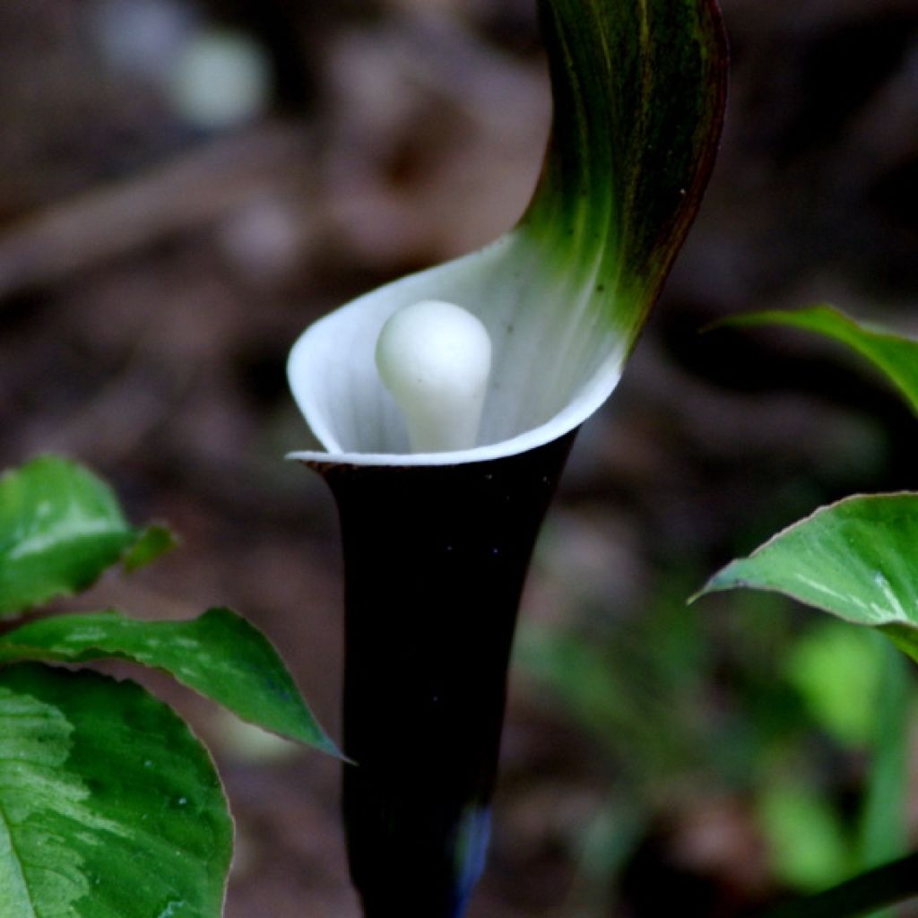 Arisaema sikokianum