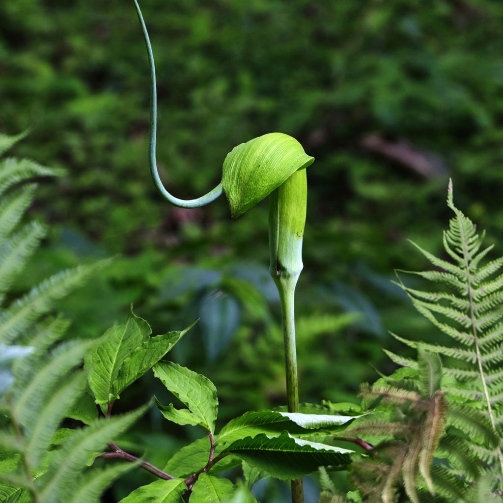 Arisaema tortuosum