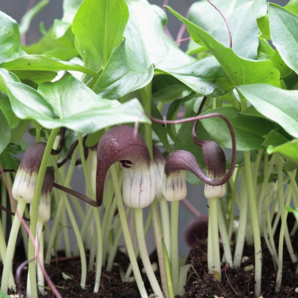 Plante souris - Arisarum proboscideum