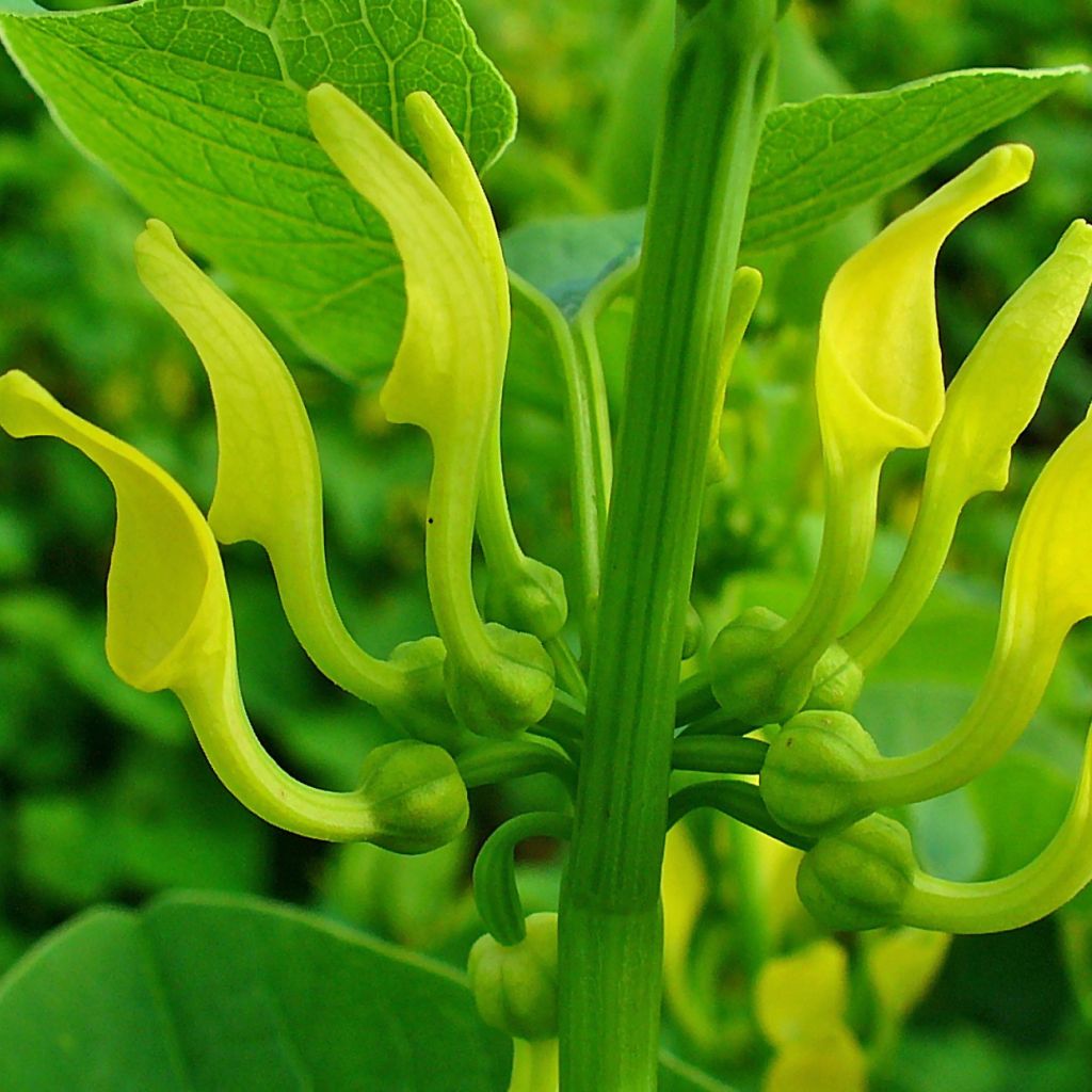 Aristolochia clematitis, Aristoloche clématite