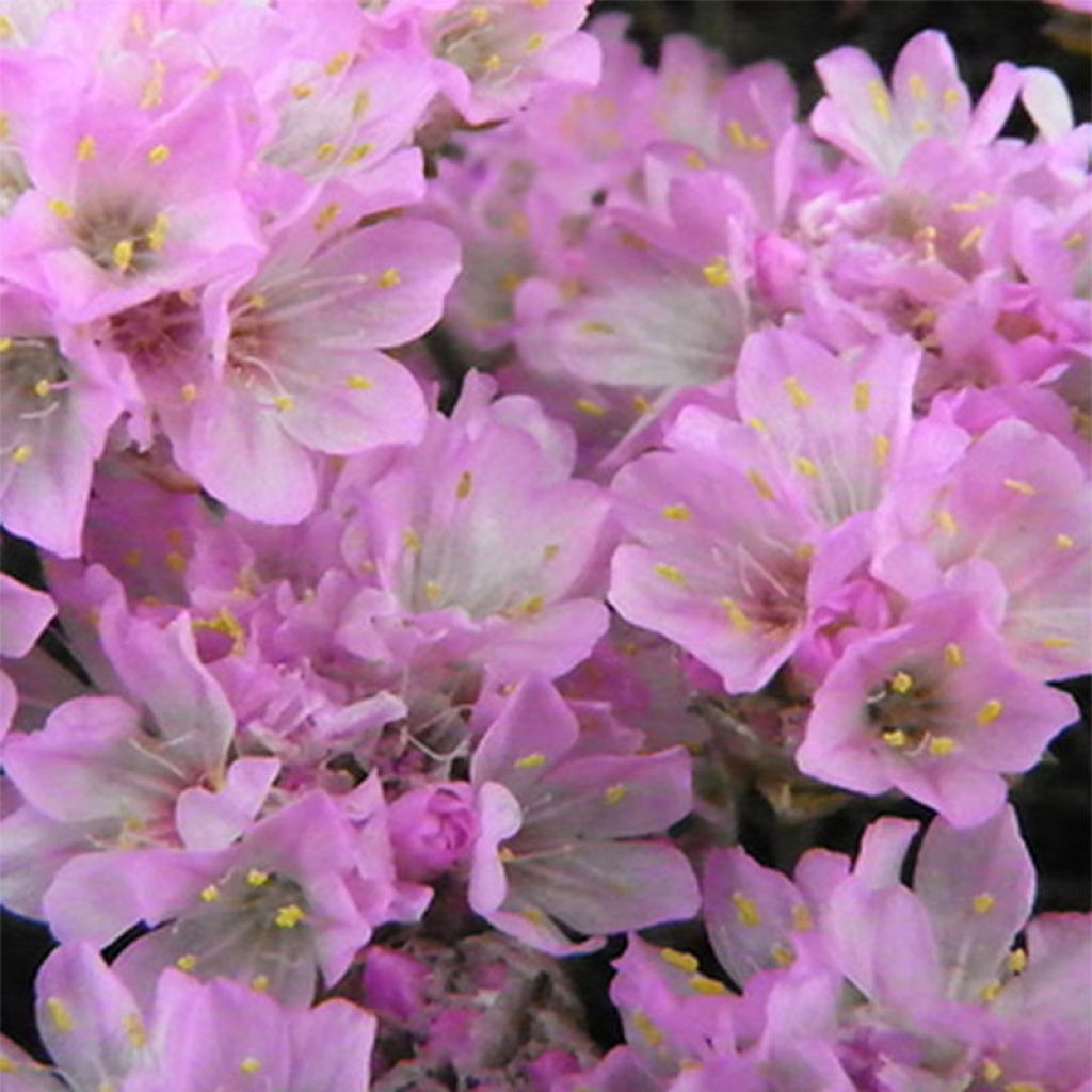 Gazon d'Espagne, Armeria juniperifolia Bevan s Variety