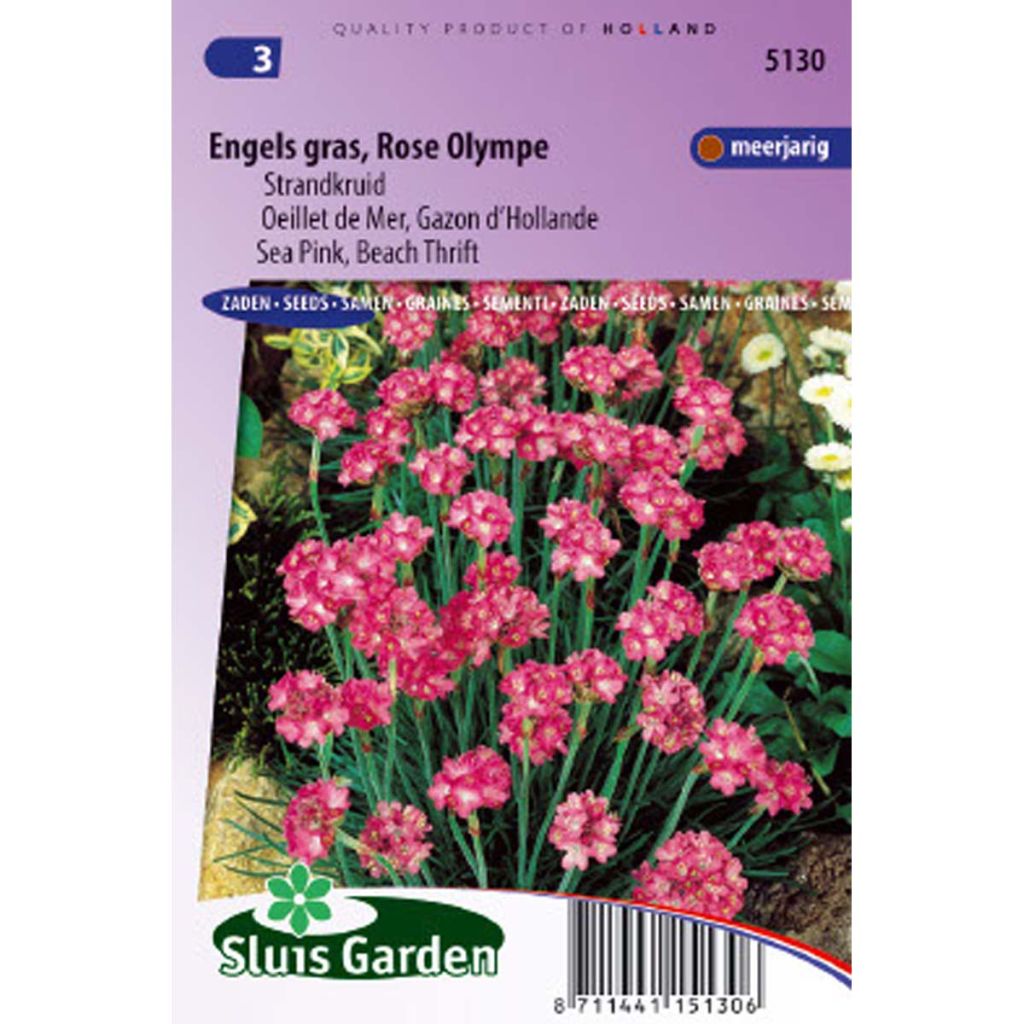 Armeria maritima Splendens - Gazon d'Espagne Rose Olympe