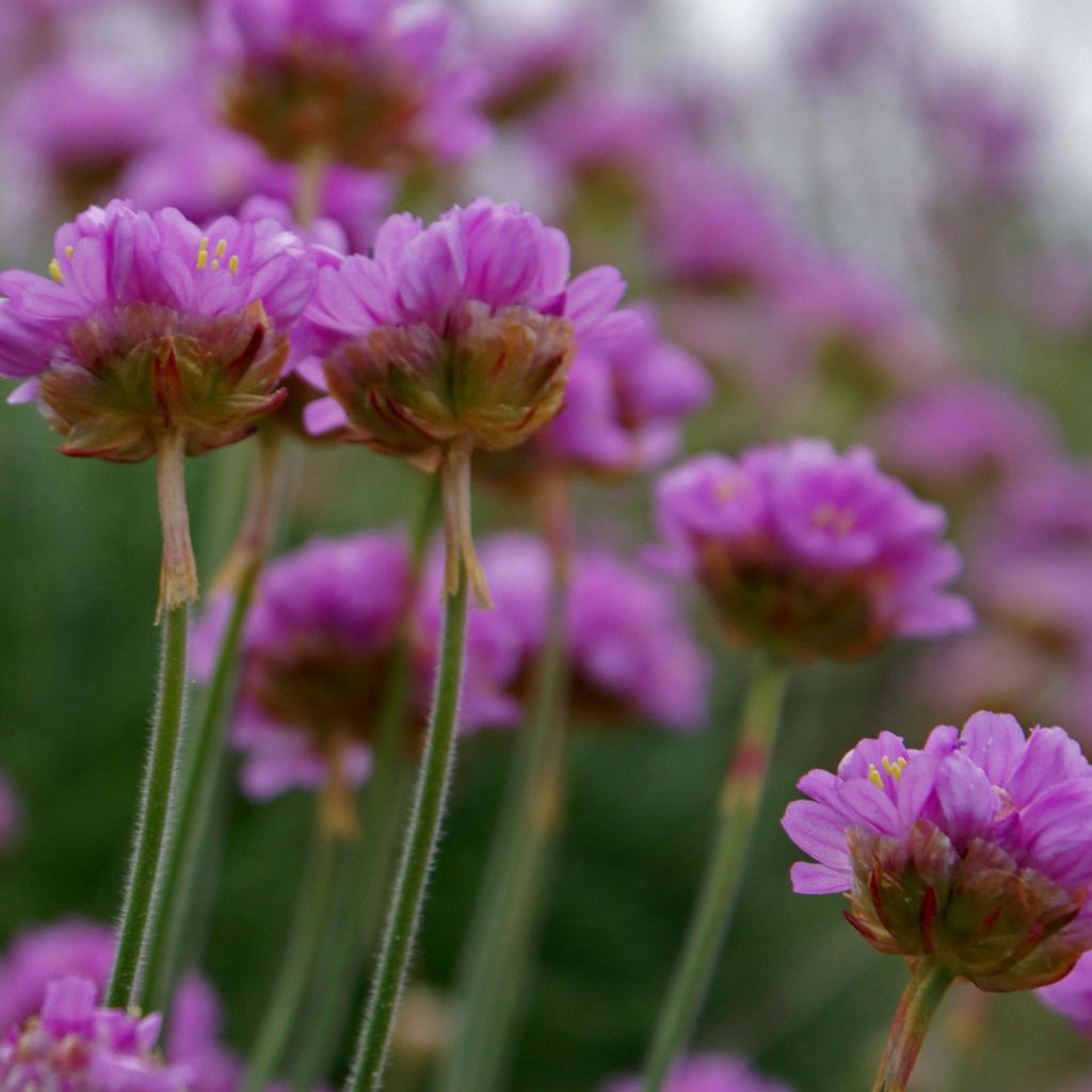 Armeria maritima Splendens - Gazon d'Espagne