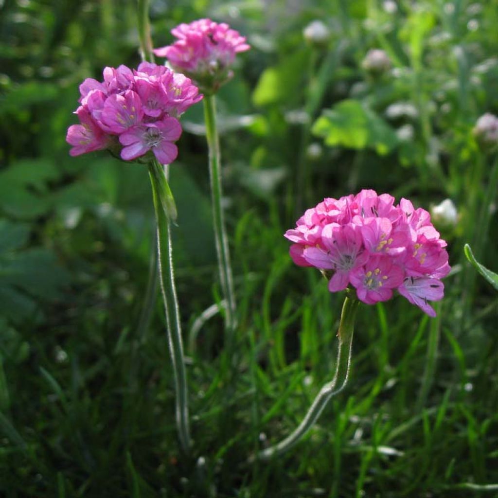 Gazon d'Espagne rose, Armeria Maritima Rosea