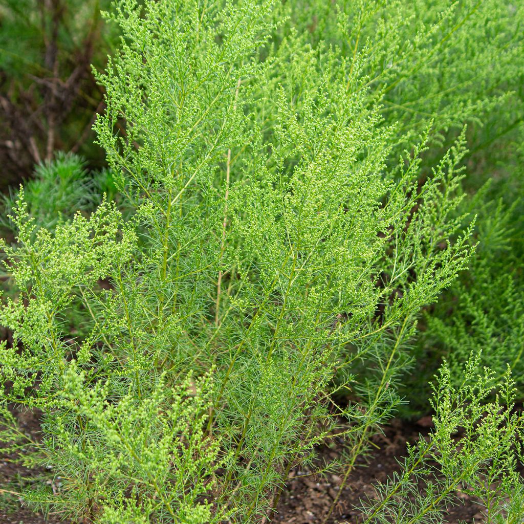 Artemisia capillaris