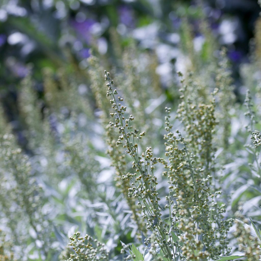 Artemisia ludoviciana Silver Queen