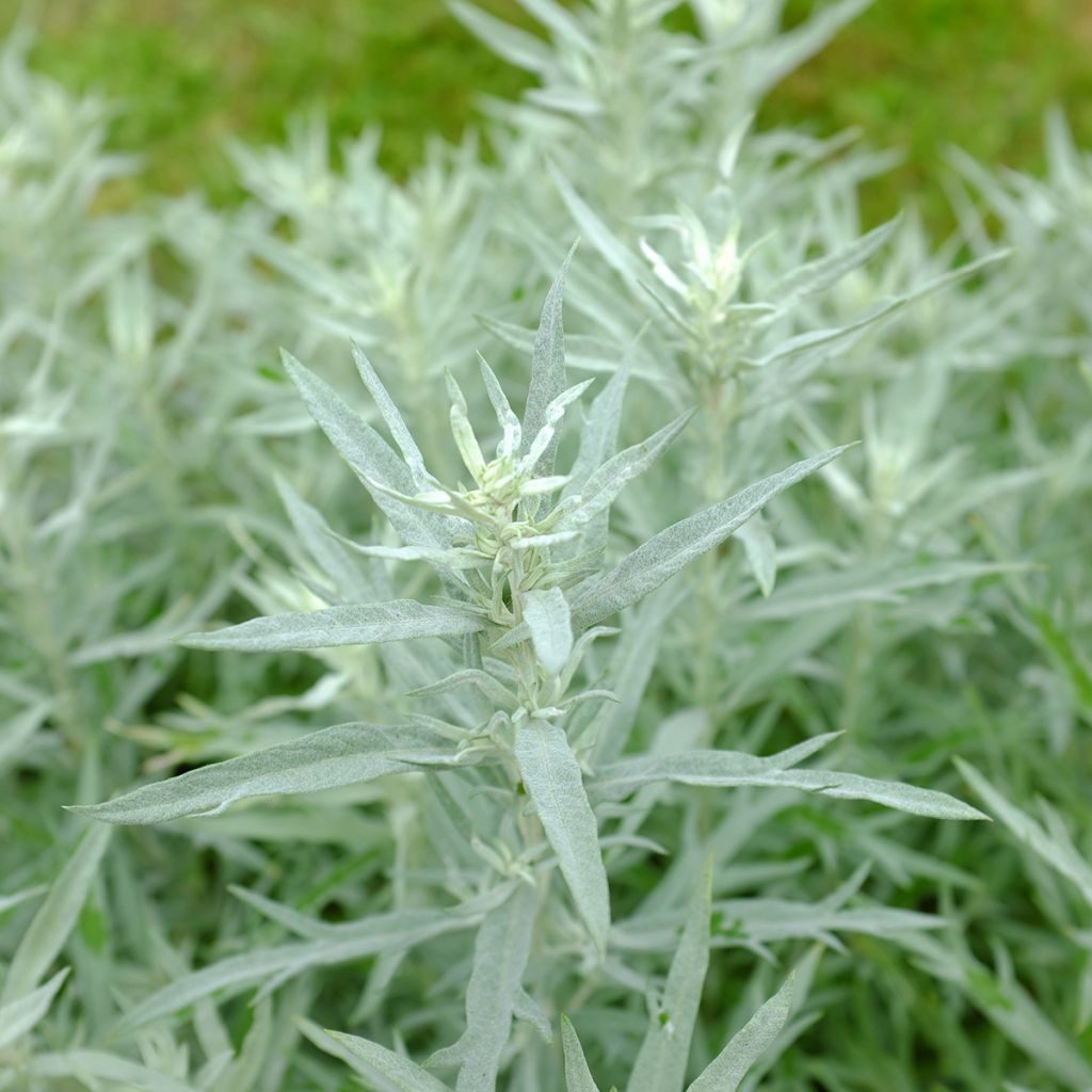 Artemisia ludoviciana Silver Queen